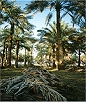 Palm Waste